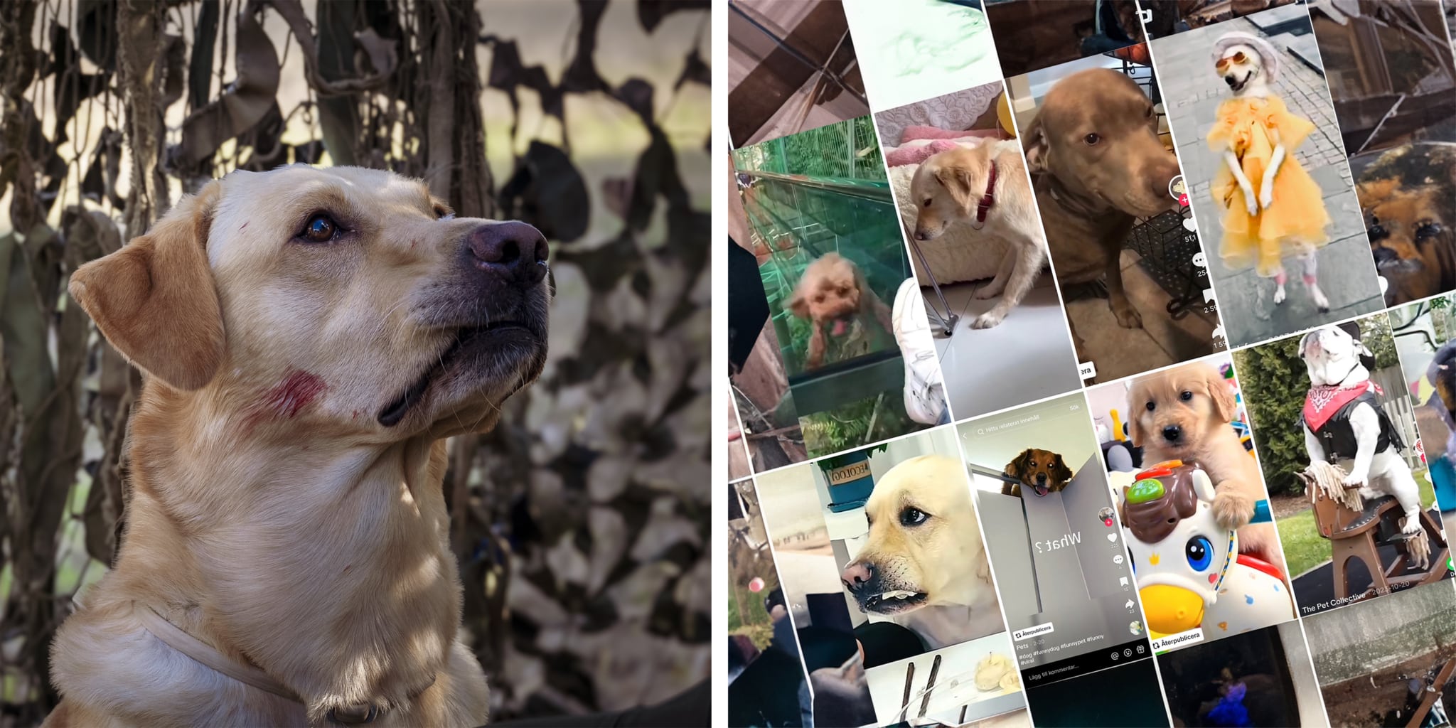 Mina jakthundar mår bra – det gör inte en valp på gunghäst