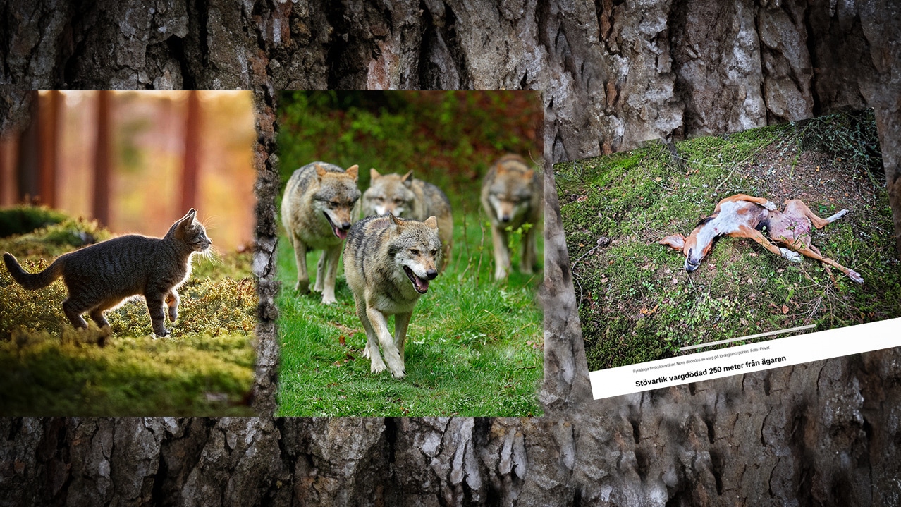 Hur många fler husdjur ska få bli vargmat?