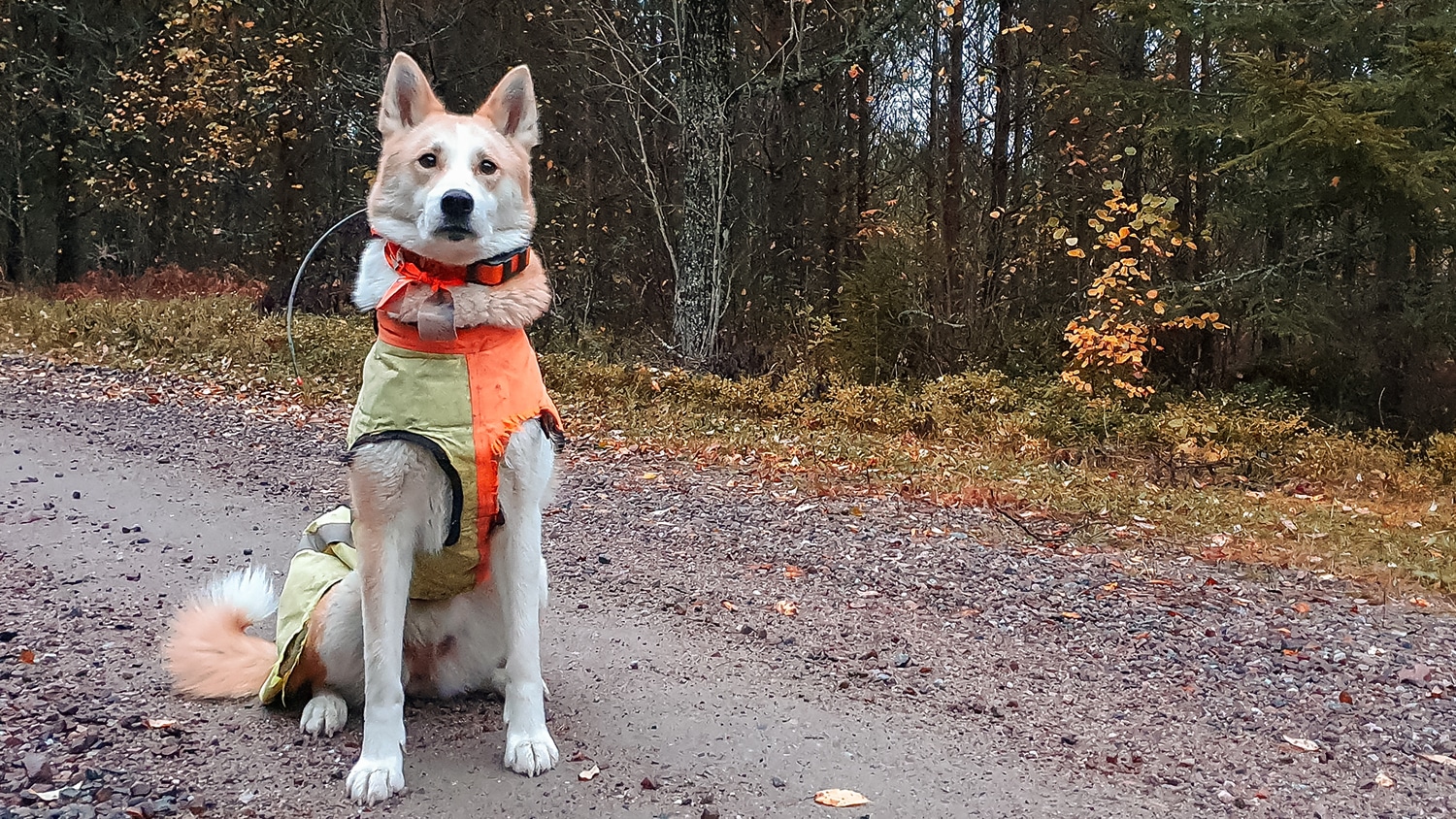 För varje tystad jakthund slocknar en själ