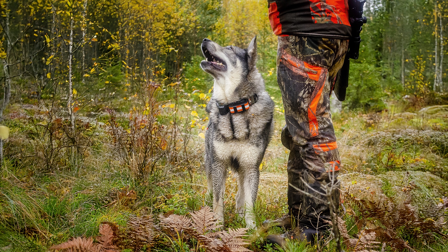 Jakten minskar lidande – naturen är brutal