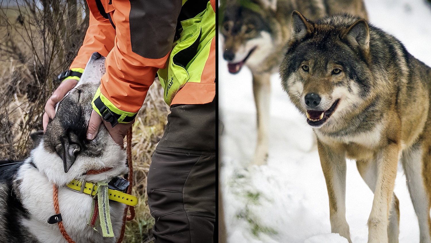 Tilliten som försvann tillsammans med vargjakten
