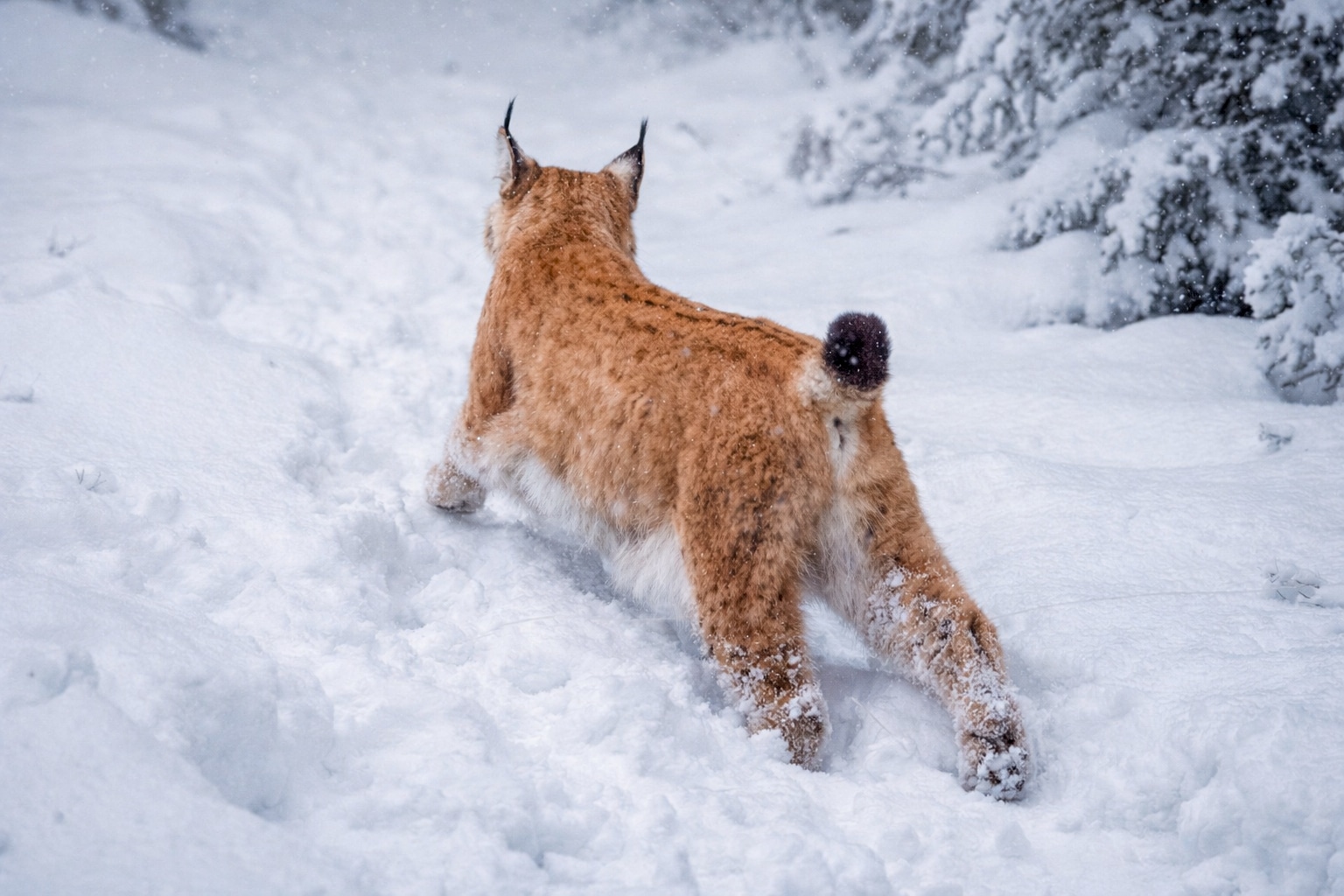 Samma lodjur men olika berättelser om jakten