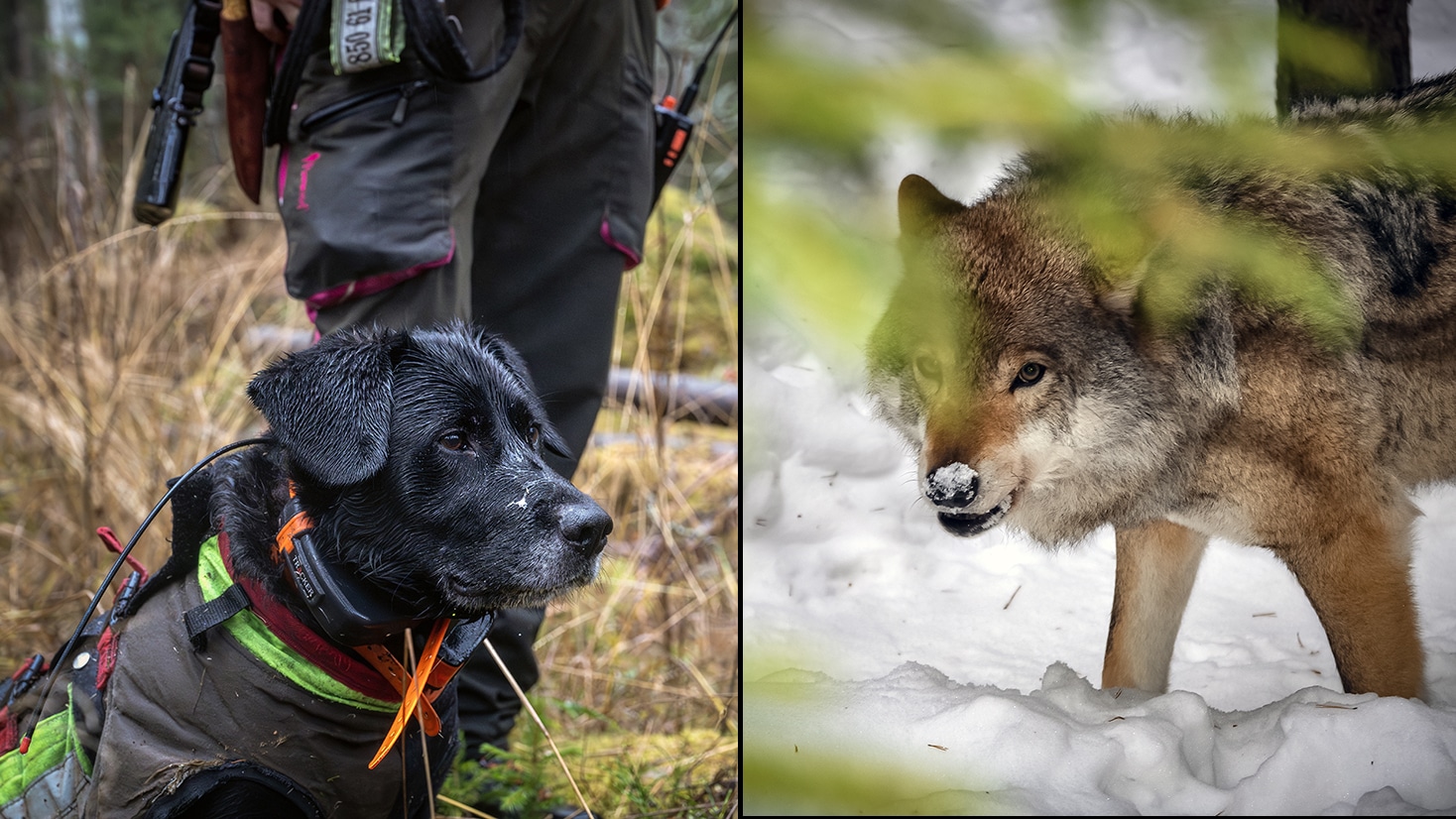 Död hund  eller dömas – vad väljer du?